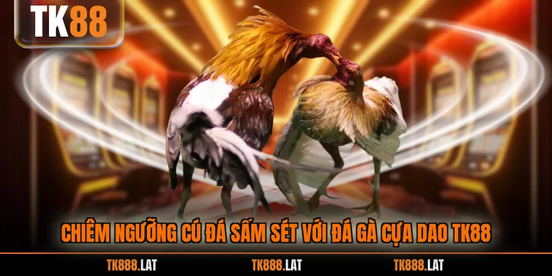 Chiêm ngưỡng cú đá sấm sét với đá gà cựa dao TK88