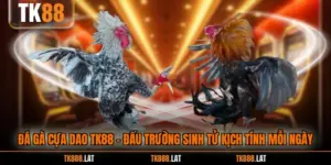Đá Gà Cựa Dao TK88 - Đấu Trường Sinh Tử Kịch Tính Mỗi Ngày
