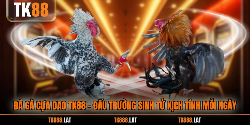Đá Gà Cựa Dao TK88 - Đấu Trường Sinh Tử Kịch Tính Mỗi Ngày