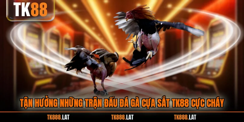 Tận hưởng những trận đấu đá gà cựa sắt TK88 cực cháy